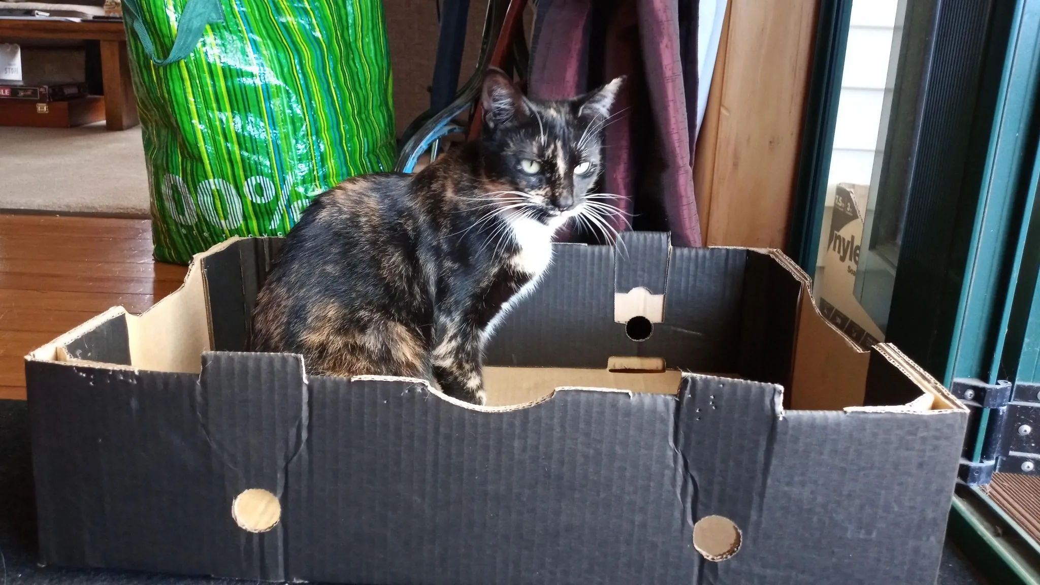 A30.2 cats love boxes (8)